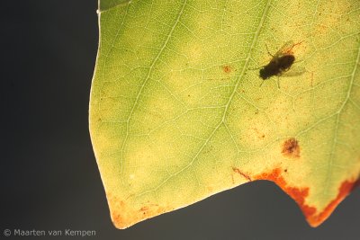 Shadow fly (Species unknown)