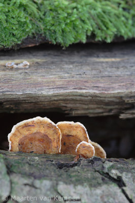 Hairy leather-bracket (Stereum hirsutum)