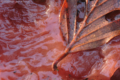 Beefsteak fungus (Fistulina hepatica)