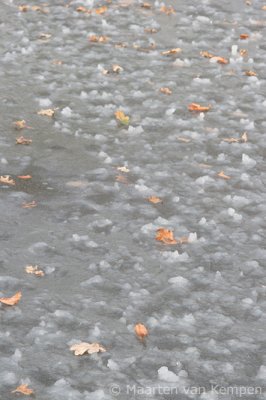 Leaves on ice