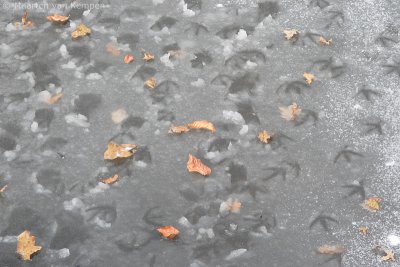 Frozen coot trails