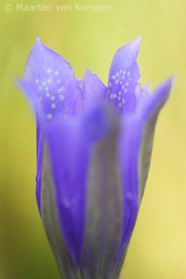 Marsh gentian <BR>(Gentiana pneumonanthe)