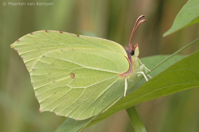 Brimstone (Gonepteryx rhamni)