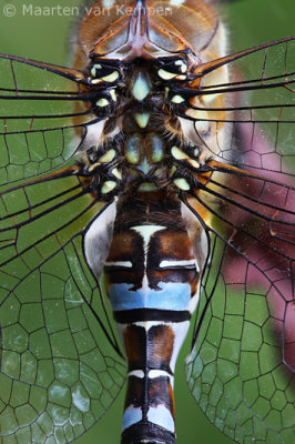 Migrant hawker (Aeshna mixta)