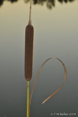 _JMH8249.JPG