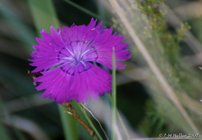 DSC_0546.JPG
