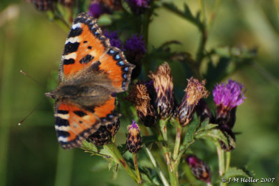 DSC_0549.JPG