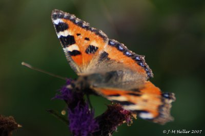 DSC_0551.JPG
