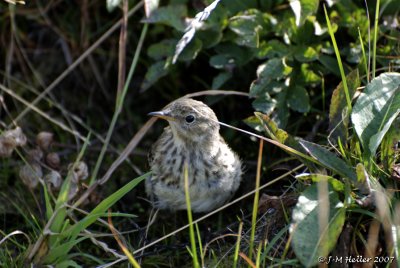 DSC_0580.JPG