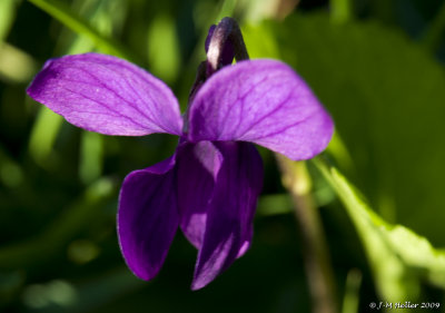 _JMH0743.JPG