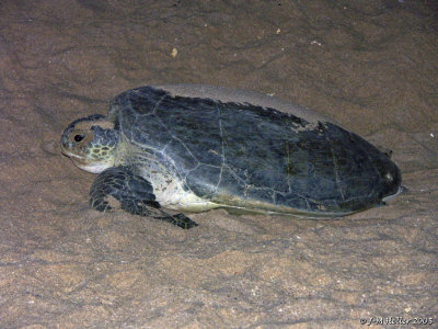 PICT0248.JPG