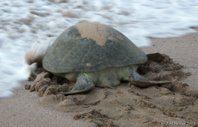 PICT0268.JPG