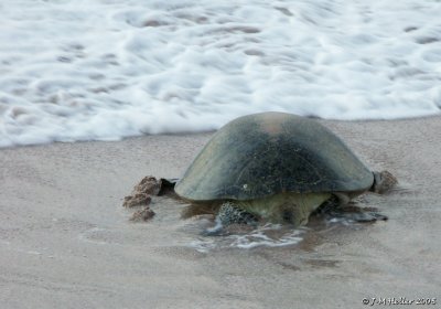 PICT0270.JPG