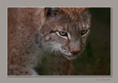 Zoo de Servion