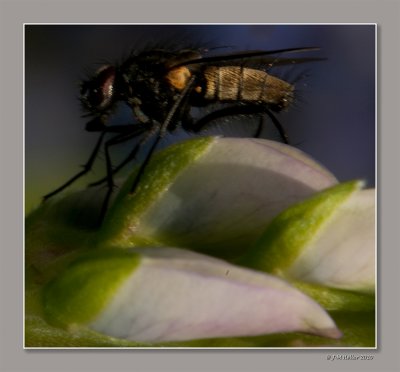 g1/58/851358/3/126471681.j8C9TlAr.jpg