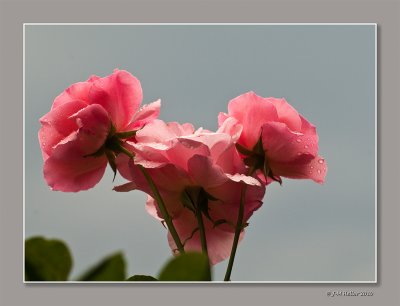 _JMH4651-18 copie.jpg