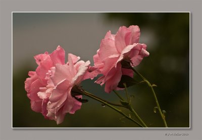 _JMH4654-19 copie.jpg