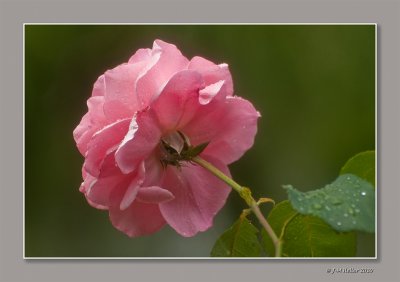 _JMH4657-20 copie.jpg