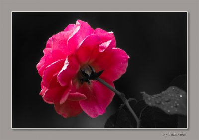 _JMH4657-21 copie.jpg
