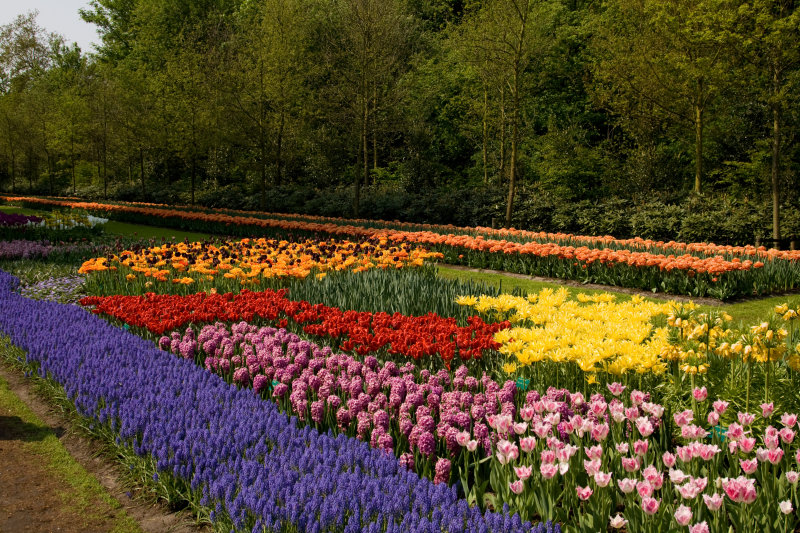 Keukenhof 2009