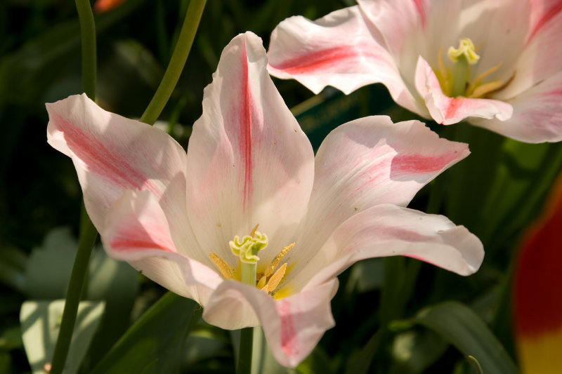 Keukenhof 2009