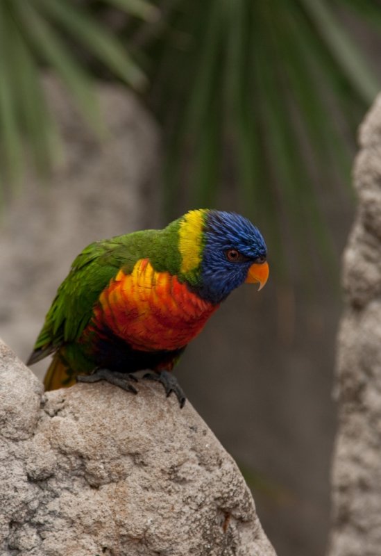 Avifauna_5372