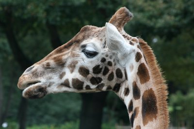 Zoo Emmen Netherlands