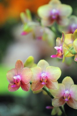 orchid7.jpg