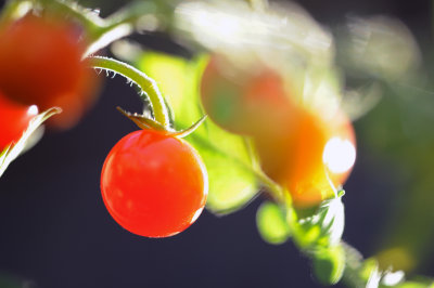 my cherry tomatoes.jpg