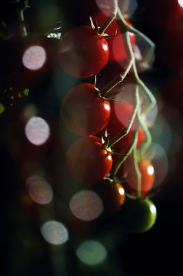 cherry tomatoes christmas ornament.jpg