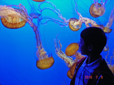 Monterey Aquarium 3.jpg