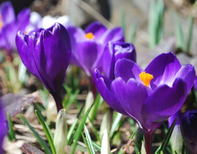 crocus1.jpg