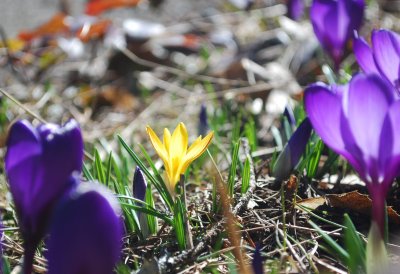 crocus3.jpg