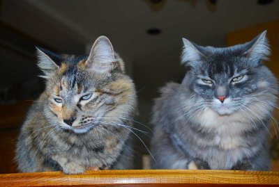 Sisters