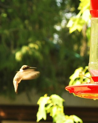 hummers