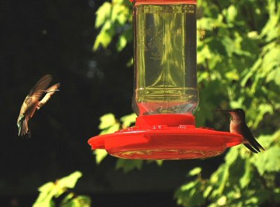 hummers