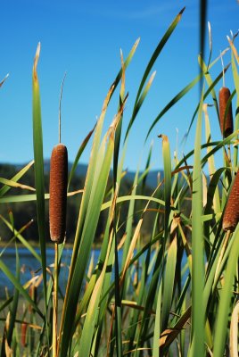 cattails.jpg