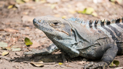 Gallery: Reptiles of Costa Rica