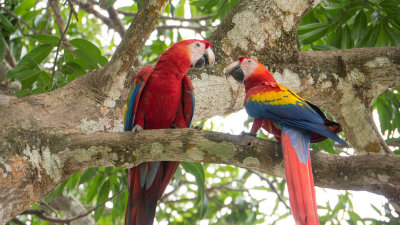 Gallery: Birds of Costa Rica