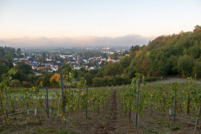 View from the vineyard towards the river Rhein