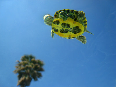 Flying Turtle?