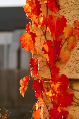 SDIM0507.jpg