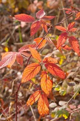 SDIM0468.jpg