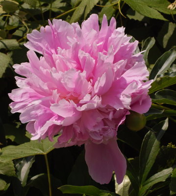 g1/59/257559/3/98286536.SyFVgSOT.jpg