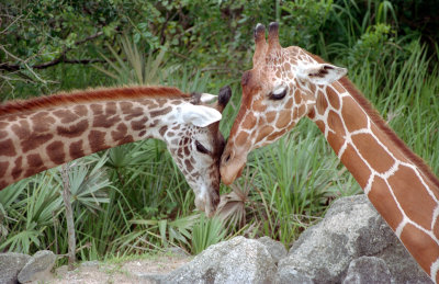 August 2012: Brevard Zoo