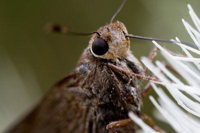 Moth eating