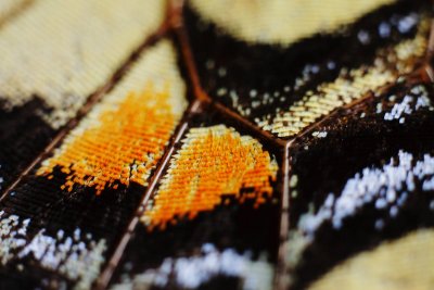 Scales on a butterfly wing