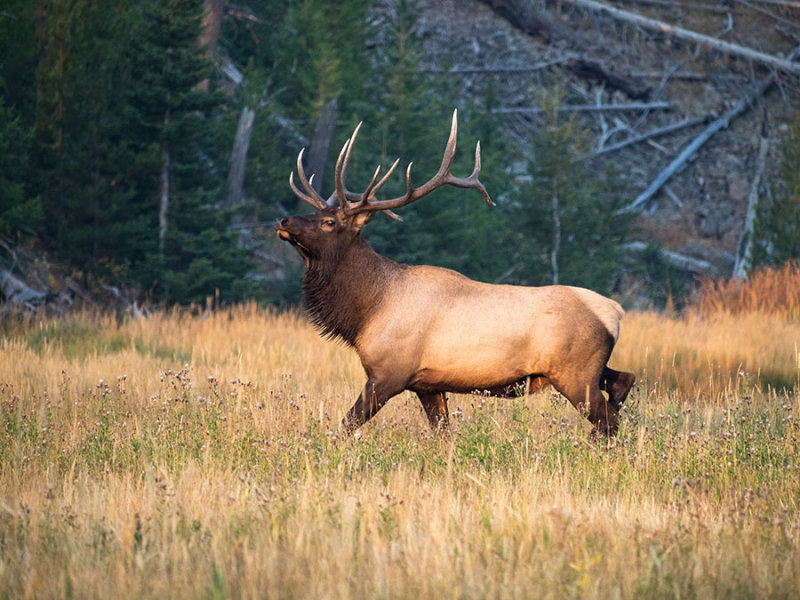 Yellowstone National Park