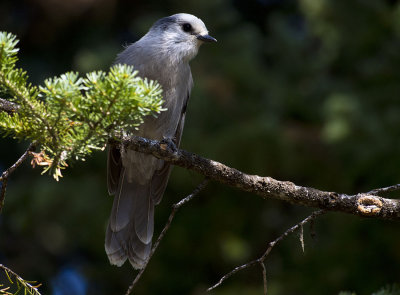 Canada Jay