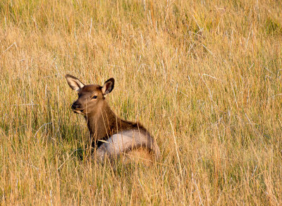 Yellowstone National Park